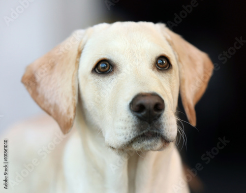 Labrador dog's head on unfocused background, closeup © Africa Studio
