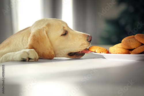 Fototapeta Naklejka Na Ścianę i Meble -  Cute Labrador dog eating tasty cookies on kitchen table, closeup