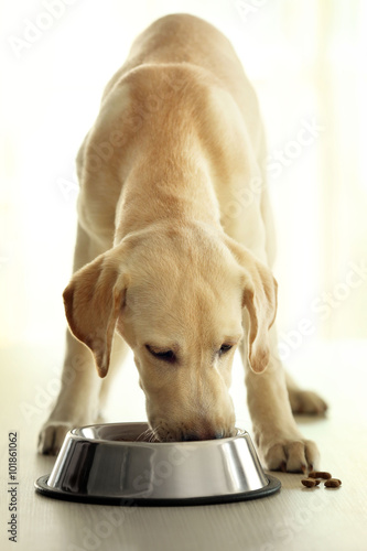 Labrador dog eating food from bowl on wooden table background
