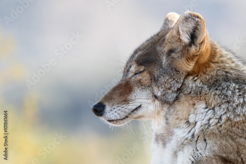 Close up of Resting Coyote