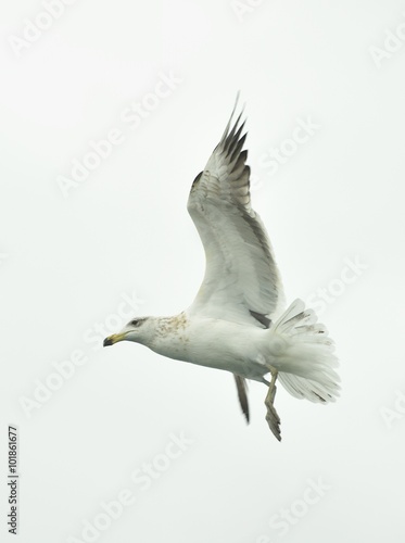 Flying adult Kelp gull (Larus dominicanus), also known as the Dominican gull and Black Backed. Isolated on white background 