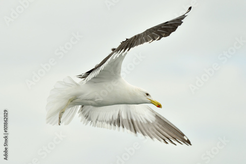 Kelp gull (Larus dominicanus), also known as the Dominican gull