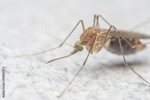 A Macro photo of a Mosquito