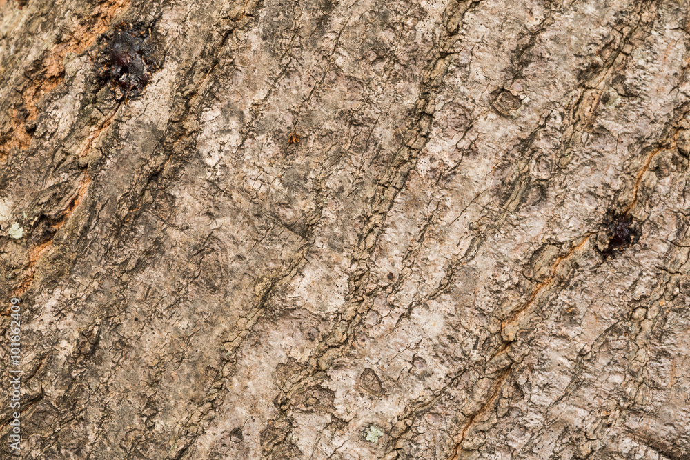 the surface of the bark. the surface of the bark.
