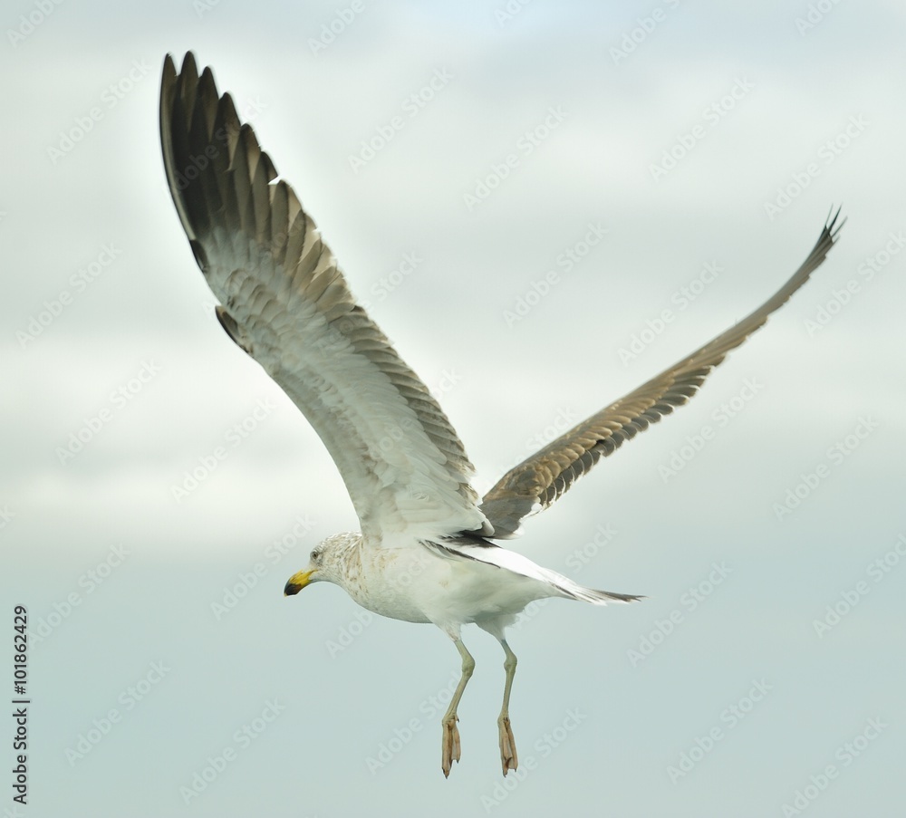 Obraz premium Juvenile Kelp gull (Larus dominicanus), also known as the Dominican gull