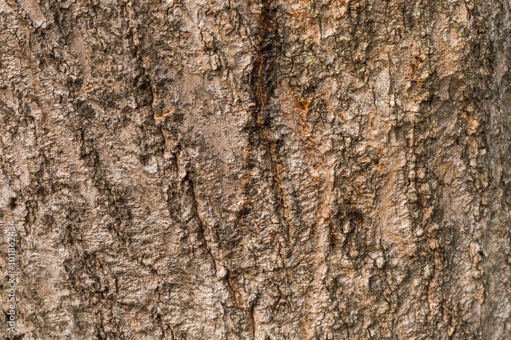 the surface of the bark. the surface of the bark.