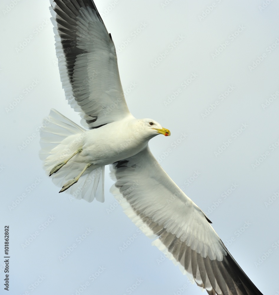 Φωτογραφία Close up Portrait of Flying adult Kelp gull (Larus dominicanus),