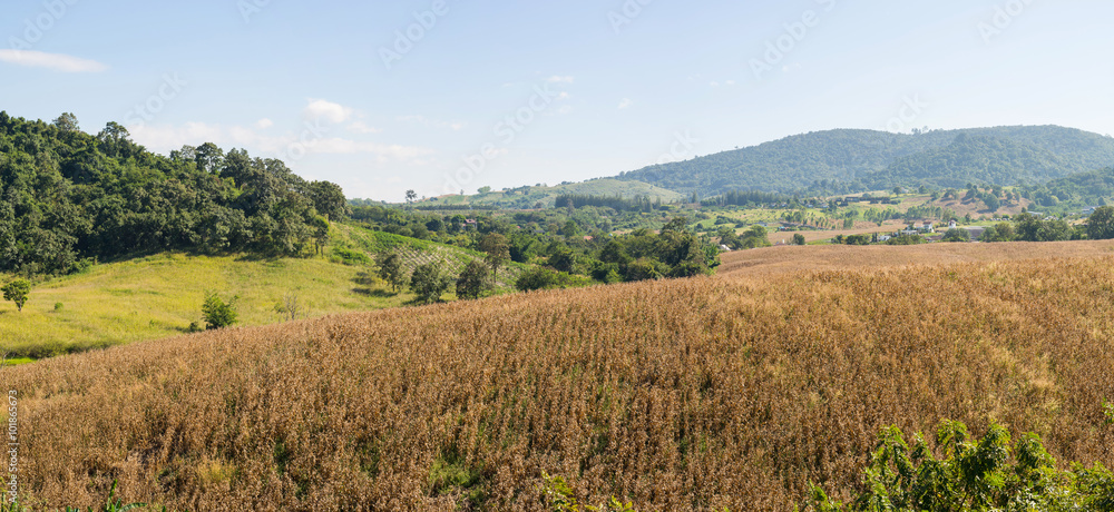 Rural landscape and mountain. Corn field farm.