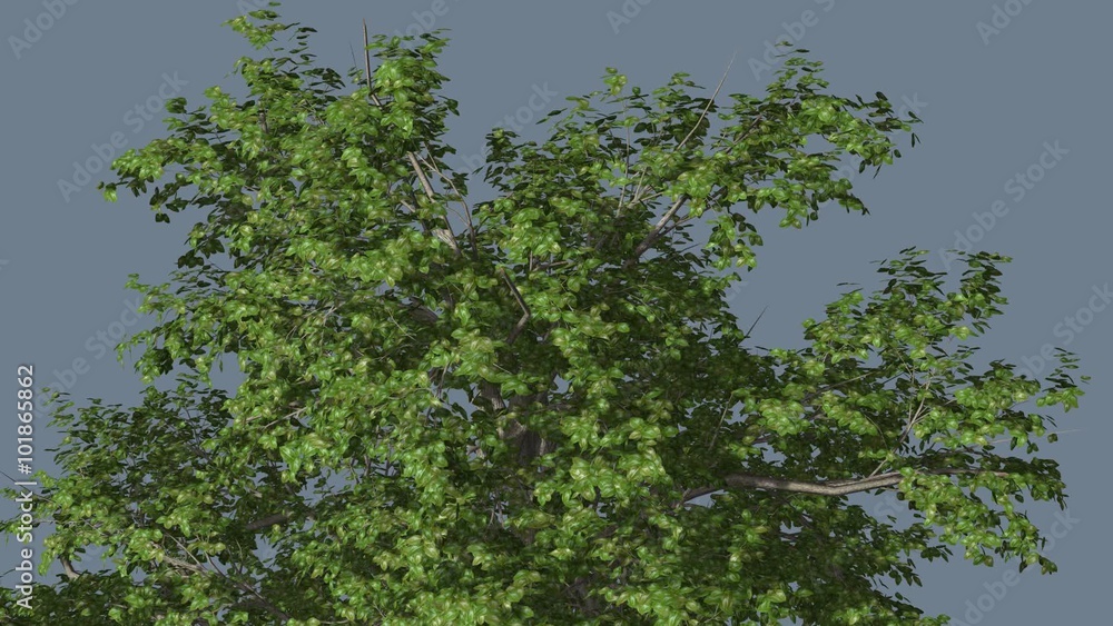 Broadleaf Top of the Tree is Swaying at The Wind Green Tree Leaves Are Fluttering Crown in Summer Computer Generated Animation Made in Studio Broadleaf Top of the Tree is Swaying at The Wind Green Tree Leaves Are Fluttering Crown in Summer Computer Generated Animation Made in Studio