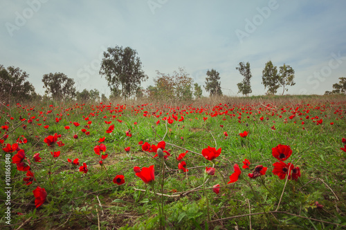 Fototapeta Naklejka Na Ścianę i Meble -  Field of red anemones
