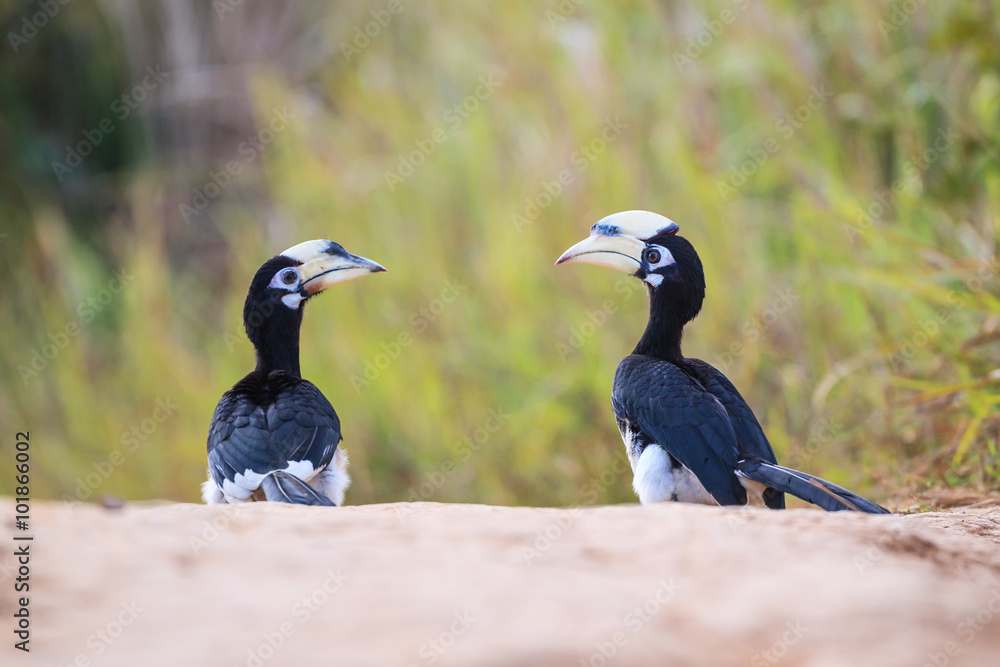 Fotografie Oriental pied hornbill