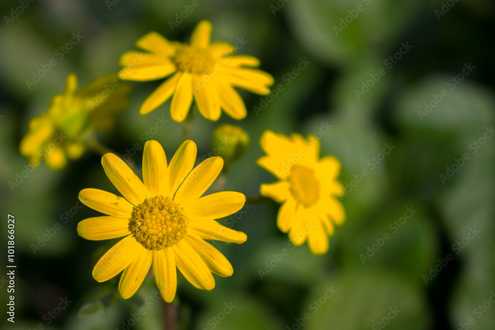 Yellow flower in the grass Yellow flower in the grass