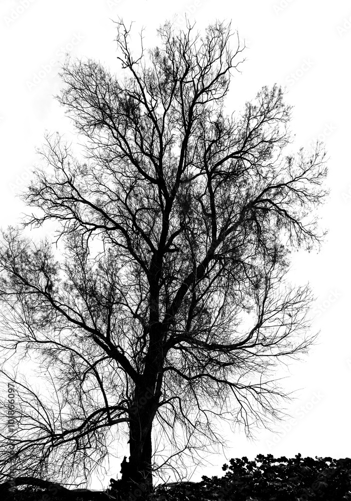 Silhouette of bare tree - black and white Silhouette of bare tree - black and white