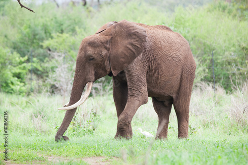 Lone elephant grazing in a grass field