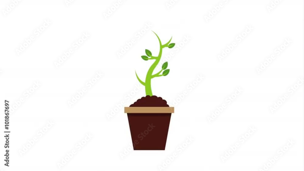 tropical nature design, Video Animation tropical nature design, Video Animation