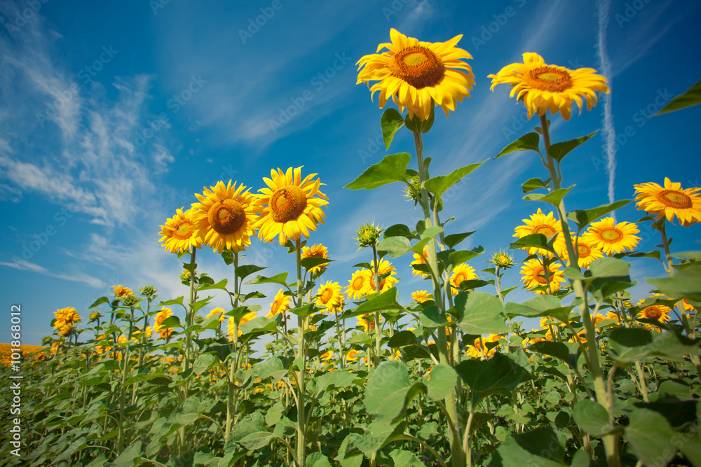 Sunflowers in the field