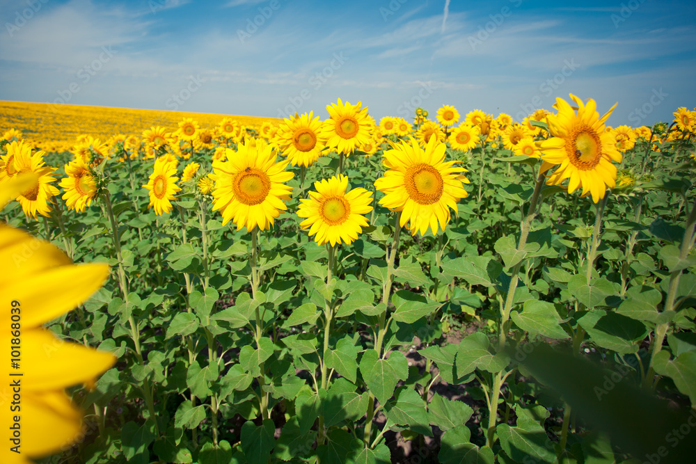 Fototapeta premium Sunflowers in the field