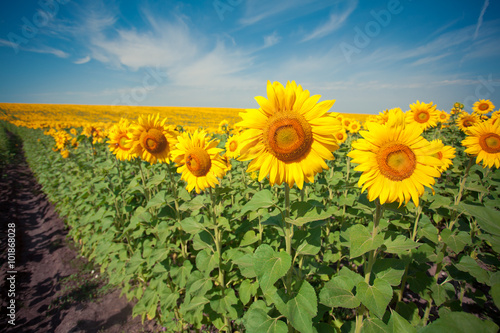 Sunflowers in the field