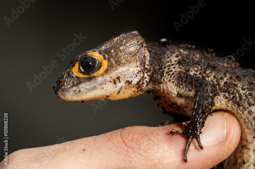 Red eyed crocodile skink on a finger of a man