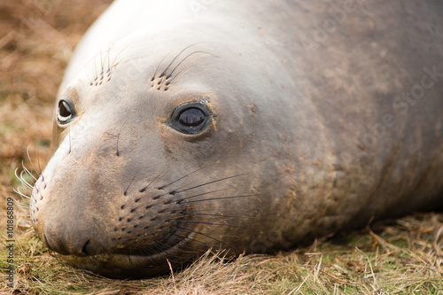 Elephant Seal Wild Mammal Lays Resting Pacific Ocean SeaShore