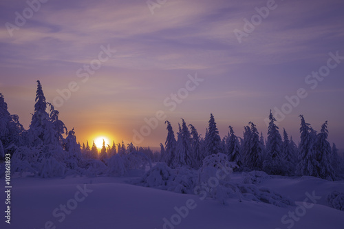 Winter landscape with forest, big trees and sun  © Olonkho