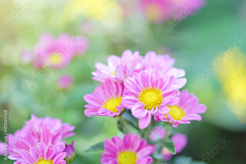 Pink Chrysanthemum