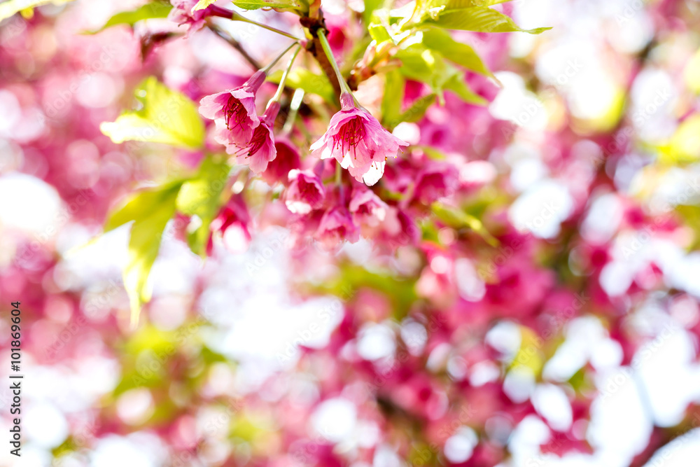 Obraz premium Giant tiger flower