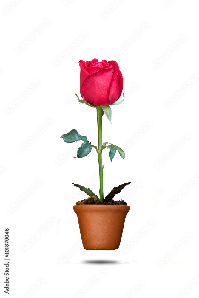 red rose in pot