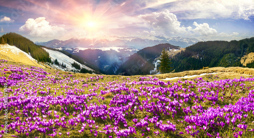 Crocuses under Chernogora