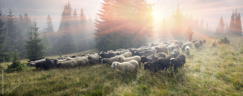 Naklejka premium Shepherds and sheep Carpathians