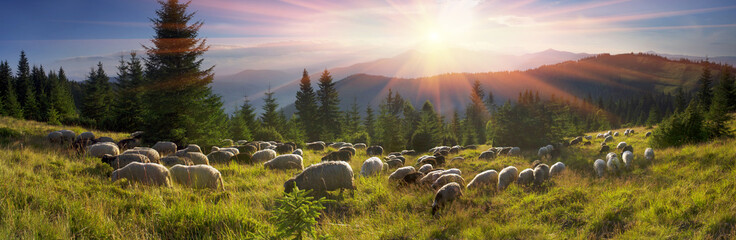 Ingelijste posters Schaap Herders met schapen in Karpaten  © panaramka