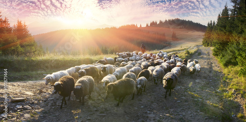 Shepherds and sheep Carpathians photo