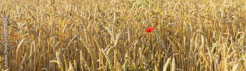 Wheat field