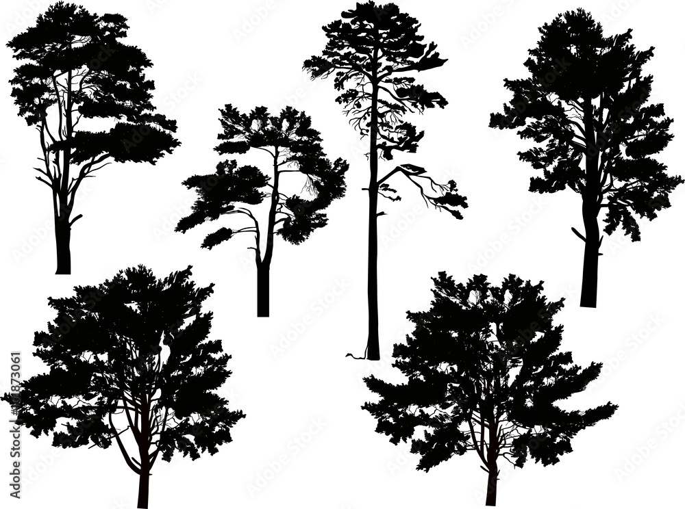 Obraz premium six large black pine trees set isolated on white