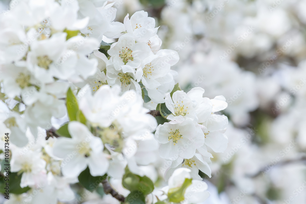 Floral natural background of apple tree branches in full spring bloom Floral natural background of apple tree branches in full spring bloom