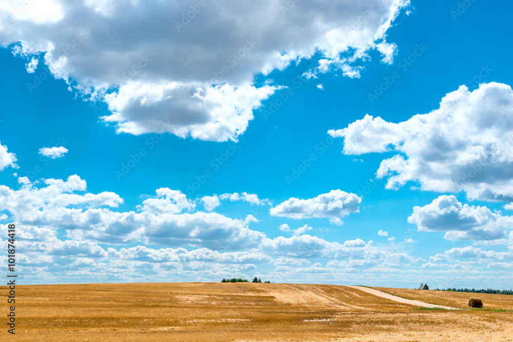 yellow field and very beautiful clouds on a sunny day yellow field and very beautiful clouds on a sunny day
