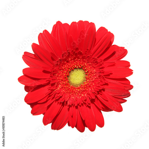 Red Gerbera Daisy © harmpeti