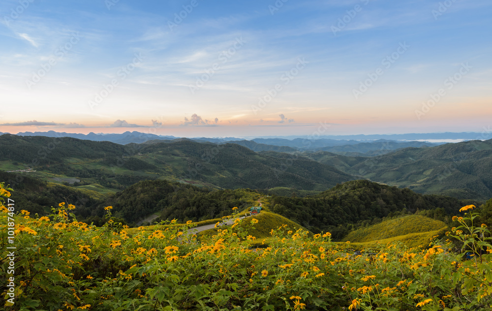 Panorama mountain sunrise scene with wild Mexican sunflower valley (Tung Bua Tong ) at Doi Mea U Koh in Maehongson Province, Thailand.