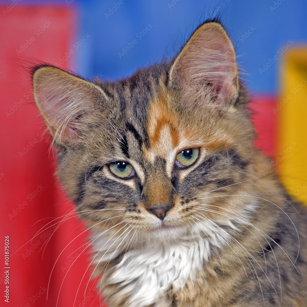 Calico Kitten,  portrait 