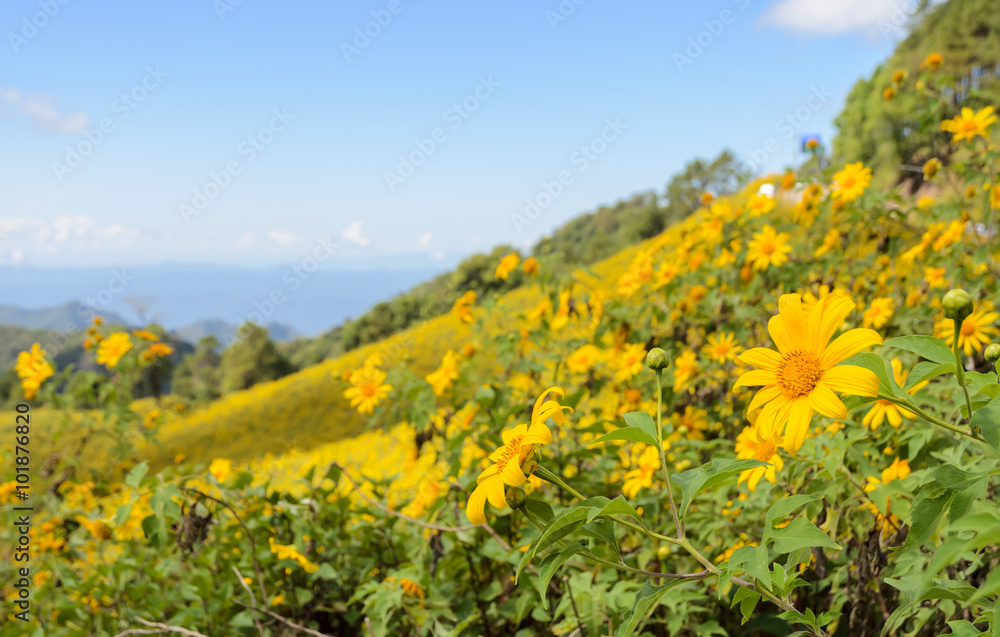 Mountain landscape with wild mexican sunflower blooming moutain in Meahongson, Thailand