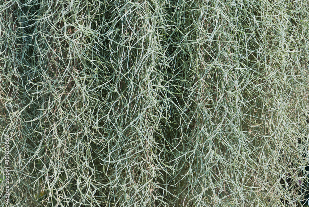 Spanish moss in garden.(Soft focus.) Spanish moss in garden.(Soft focus.)