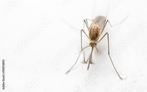 A Macro photo of a Mosquito on a white background

