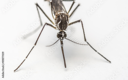 A Macro photo of a Mosquito on a white background 