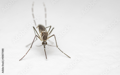 A Macro photo of a Mosquito on a white background
