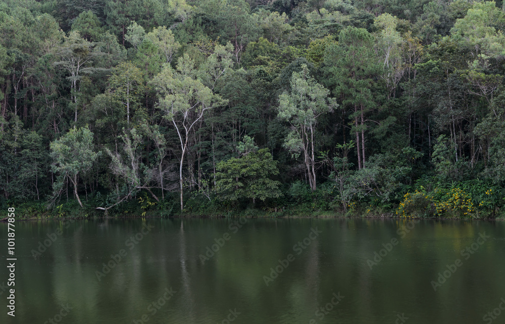 Beautiful view of pine tree reflection in a lake at Pang Oung national park in Mae Hong Son, Thailand