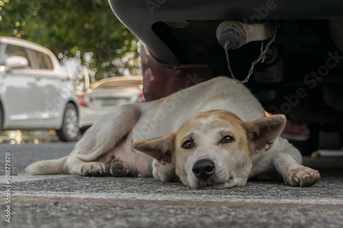yard dog sleeps on the pavement