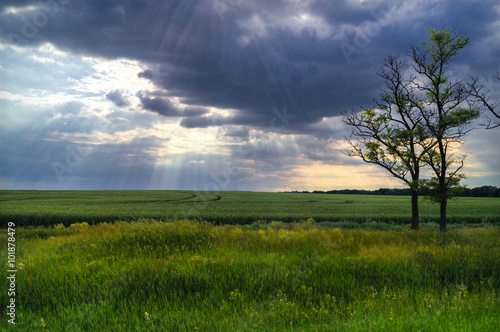 Nature landscape with green field and sun rays