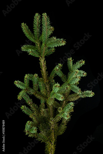 branch of fir-tree on a black background