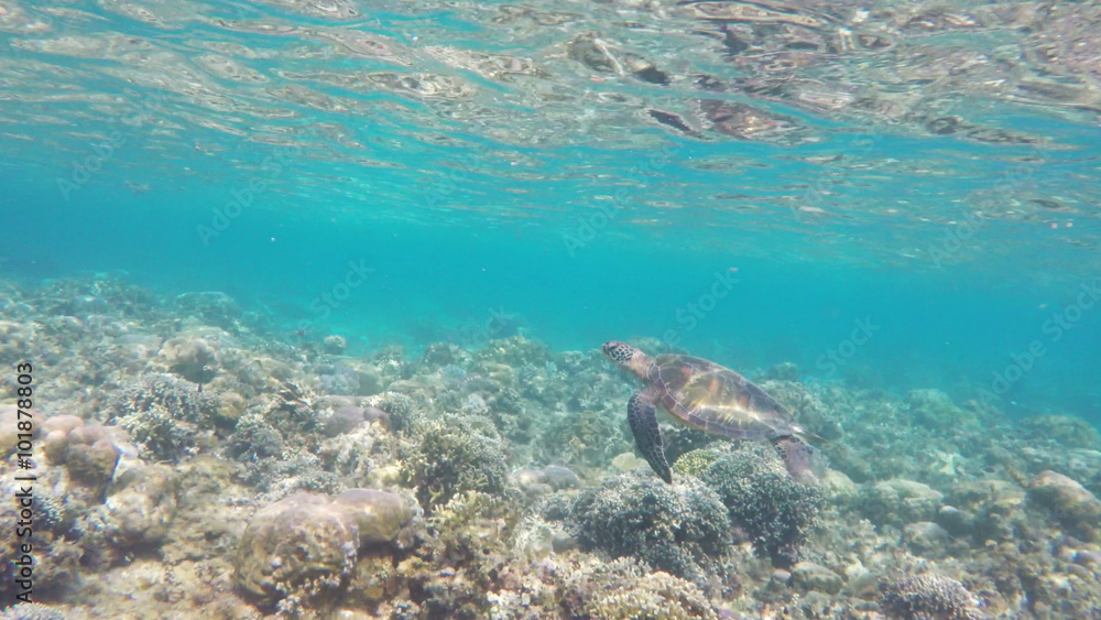 Sea turtle swimming by coral reef.Diving and snorkeling in the tropical sea.Travel concept,Adventure concept.4K video,ultra HD. Sea turtle swimming by coral reef.Diving and snorkeling in the tropical sea.Travel concept,Adventure concept.4K video,ultra HD.