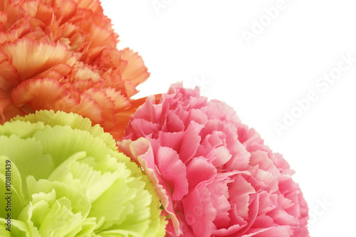 carnations on white background  